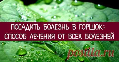 Посадить болезнь в горшок: способ лечения от всех болезней Эзотерика, самопознание, путь к себе, духовные практики, духовное развитие