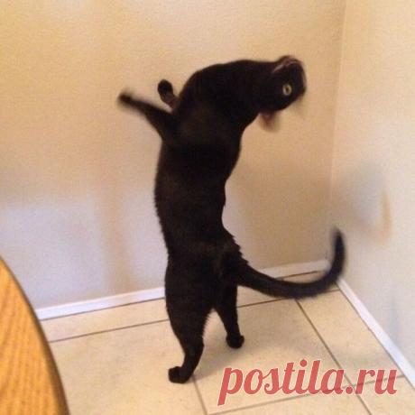 Они ведут себя странно, но кадры получаются отменные.