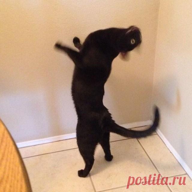 Они ведут себя странно, но кадры получаются отменные.