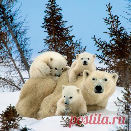 ЖИВОЙ УГОЛОК