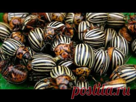 Как бороться с колорадским жуком народными средствами