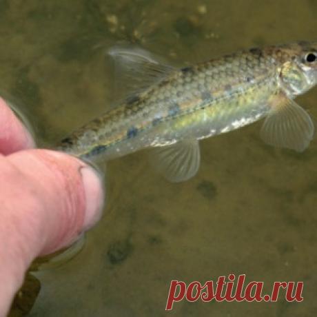 Подробно о пескаре - МирТесен