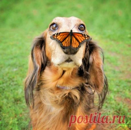 "одноТАКСники" одежда для такс