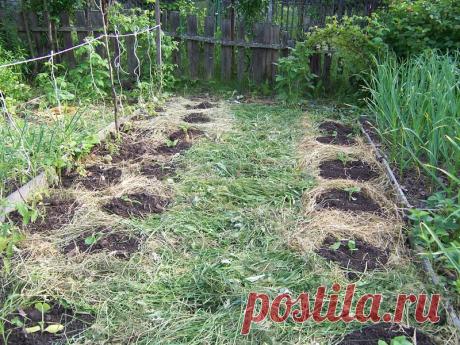 Как Замятин мульчу применяет — 6 соток