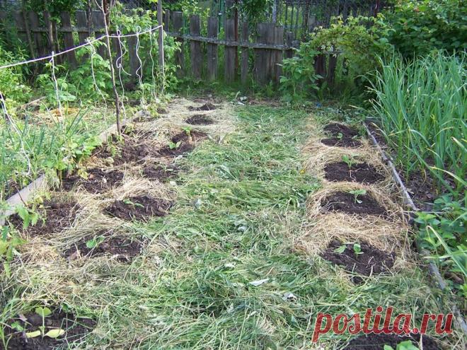 Как Замятин мульчу применяет — 6 соток