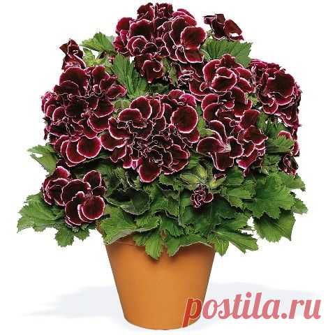 КОРОЛЕВСКАЯ ПЕЛЛАРГОНИЯ - ЦАРСТВЕННАЯ КАПРИЗНАЯ АРИСТОКРАТКА