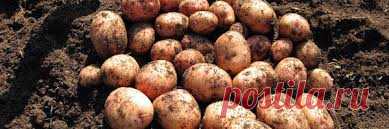 Полный список штрафов для садоводов на 2018 год Уважаемые садоводы и пенсионеры, мы собрали в одну статью все штрафы, которые получают дачники в 2018 году.
1. Штраф за картошку

Согласно статье 10.12 КоАП дачники больше не могут сажать собственную …