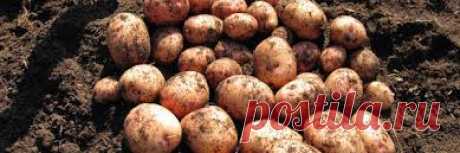 Полный список штрафов для садоводов на 2018 год Уважаемые садоводы и пенсионеры, мы собрали в одну статью все штрафы, которые получают дачники в 2018 году.
1. Штраф за картошку

Согласно статье 10.12 КоАП дачники больше не могут сажать собственную …