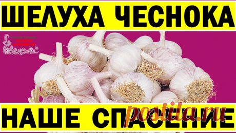Это творит шелуха! Даже щепотки хватит. Никогда не выбрасывайте шелуху чеснока. Мало кто знает... Подписывайся: https://goo.gl/RZFTjpЧеснок - эликсир здоровья. Домашний антибиотик. Шелуха чеснока. Стоит ли выбрасывать? Самое популярное видео на моём канал...