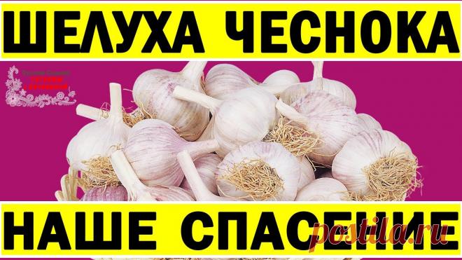 Это творит шелуха! Даже щепотки хватит. Никогда не выбрасывайте шелуху чеснока. Мало кто знает... Подписывайся: https://goo.gl/RZFTjpЧеснок - эликсир здоровья. Домашний антибиотик. Шелуха чеснока. Стоит ли выбрасывать? Самое популярное видео на моём канал...