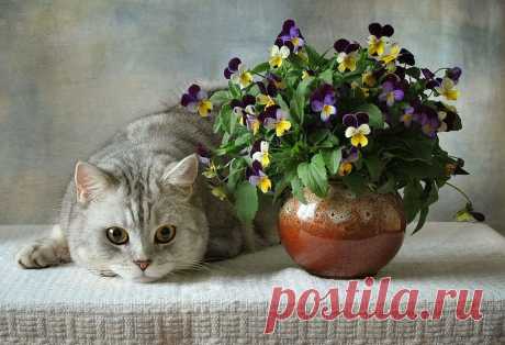 Фотографии кошек, которые достойны восхищения! | Дай лапку