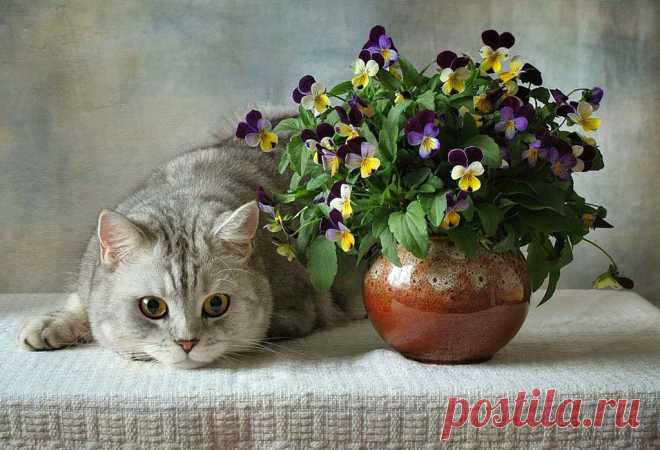Фотографии кошек, которые достойны восхищения! | Дай лапку