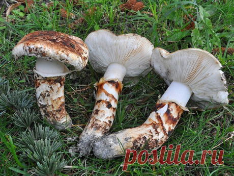 В Российских лесах растёт драгоценный гриб, цена которого 144 000 рублей за 1 кг | Я Же Рыбак... В 2017 году на Сахалине обнаружили главный деликатес, который продавали только в самых дорогих ресторанах страны восходящего солнца.