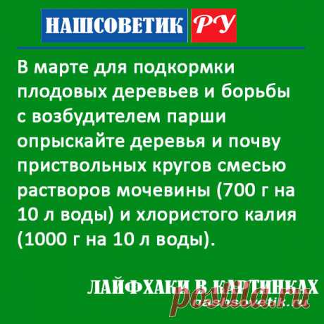 Чем опрыскать плодовые деревья в марте: берём на заметку. Такая обработка позволит подкормить растения и защитить их от парши.