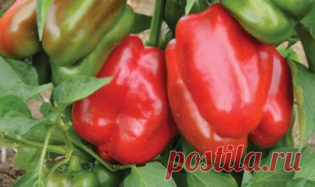 Перец Красное чудо: описание сорта, отзывы, фото | ProPerez.ru