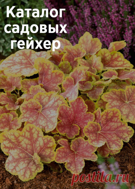 Каталог садовых гейхер – популярные виды и сорта