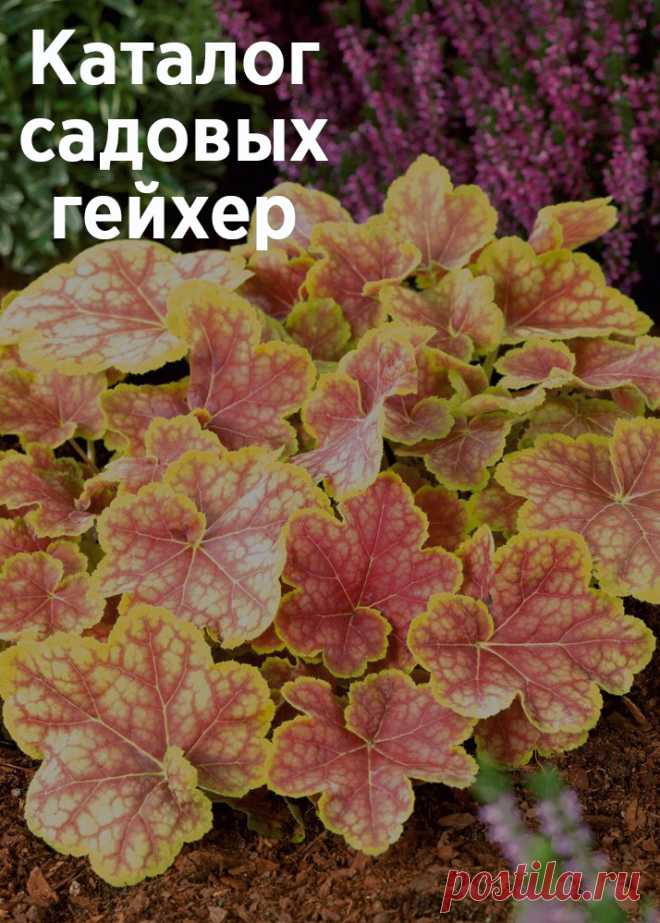 Каталог садовых гейхер – популярные виды и сорта