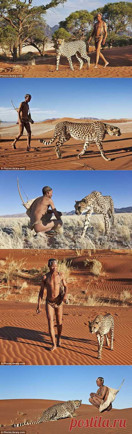 &amp;raquo; Прогулка с гепардами Это интересно!