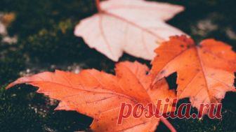 Осенние простуды. Как не заболеть? | Vecherka Осень – не только красивое время года, яркое и незабываемое. В сентябре днем может быть еще достаточно тепло. Но не стоит обманываться: одевайтесь потеплее, чтобы не простыть.