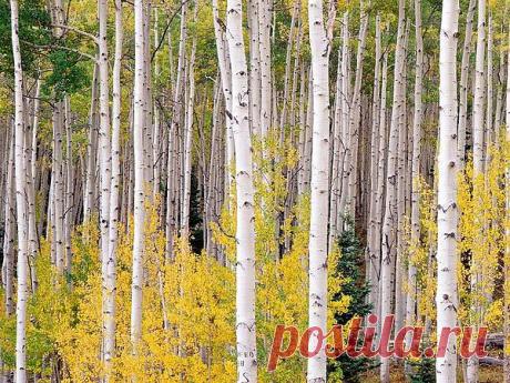 Ах,бросьте,девоньки,твердить о возрасте.
Мол,им за тридцать,мне за-пятьдесят.
Когда душа лучинками искрится,
Когда мечты и чувства невпопад.
И пусть размер не шестьдесят-девяносто.
И стерт румянца детский макияж.
Прекрасна жизнь и без диет-нет спроса
На тощую телегу-так твердят.
Зачем себе придумывать страданья,
Зачем считать калории-в запас
Не списывает жизнь,кто не сдается.
И будут яблони на Марсе и для нас!