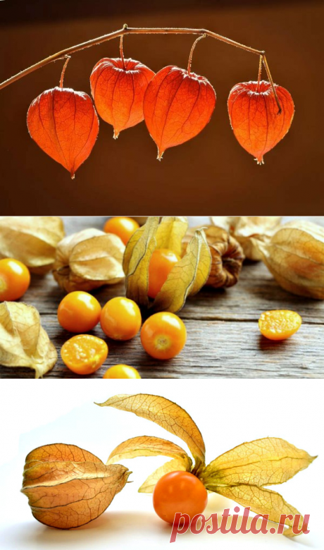 Физалис: польза и вред для здоровья, применение
😮👉 «Физалис: польза и вред для здоровья»

Слово «физалис» в переводе с греческого означает «пузырь». Пузырем называют форму чехла-коробочки, в которую заключен плод (ягода).
Ягода пузырника надежно себя защитила ядовитым чехлом-пузырем. Поэтому чехол следует удалять перед употреблением ягод. Недозрелый плод может быть токсичен.