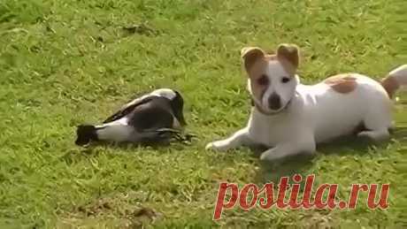 Одноклассники