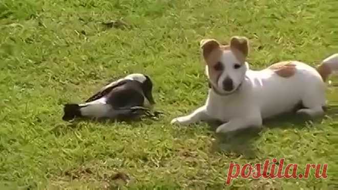 Одноклассники