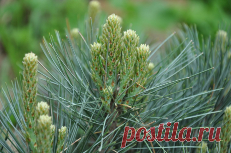 Очищение лёгких сиропом из хвойных побегов | Polza-vred.su