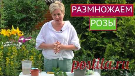 КАК ПРАВИЛЬНО РАЗМНОЖАТЬ РОЗЫ, ЧТОБЫ ПОЛУЧИТЬ 100% РЕЗУЛЬТАТ!