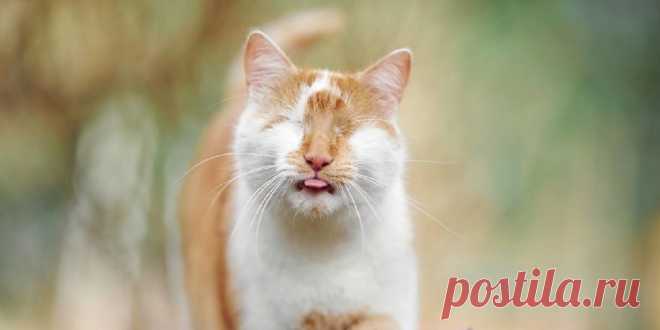 Kazou, A Handsome Orange And White Cat, Lives The Best Life, Despite Being Blind Kazou is living proof that life can be lived to the fullest, regardless of your circumstances. Found as an 8-week-old kitten, his eyes were already severely damaged. Missing one eye when found, his foster mom
