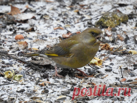 Автор: Сергей Цыплаков

Обыкновенная зеленушка (Carduelis chloris)
Пискаревский парк
30.11.2019 г.