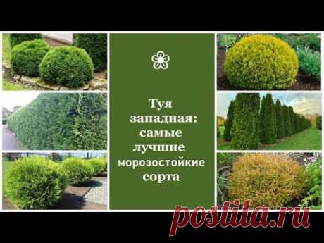 ❀ Туя западная: лучшие морозостойкие сорта