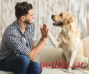 «Терапия животными» — как питомцы помогают справляться с нашими, человеческими болезнями
Животные помогают справиться с депрессией и тревожными расстройствами, восстановиться после травм и легче пережить болезни сердца. Рассказываем, как работает такая терапия и почему нельзя просто завести собаку и выздороветь.   Как появилась терапия животными Терапия животными — новое явление, но сама идея...
Читай пост далее на сайте. Жми ⏫ссылку выше