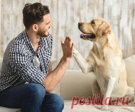 «Терапия животными» — как питомцы помогают справляться с нашими, человеческими болезнями
Животные помогают справиться с депрессией и тревожными расстройствами, восстановиться после травм и легче пережить болезни сердца. Рассказываем, как работает такая терапия и почему нельзя просто завести собаку и выздороветь.   Как появилась терапия животными Терапия животными — новое явление, но сама идея...
Читай пост далее на сайте. Жми ⏫ссылку выше