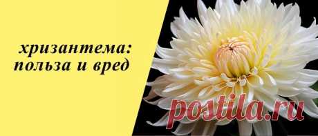 Хризантема: польза и вред для организма, рецепты блюд и напитков Хризантема: описание и состав, польза и вред, применение в народной медицине, косметологии и кулинарии, рецепты блюд и напитков.