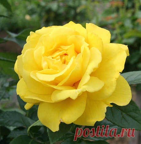 s-17130.jpg (2101×2145)