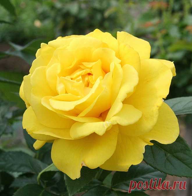 s-17130.jpg (2101×2145)