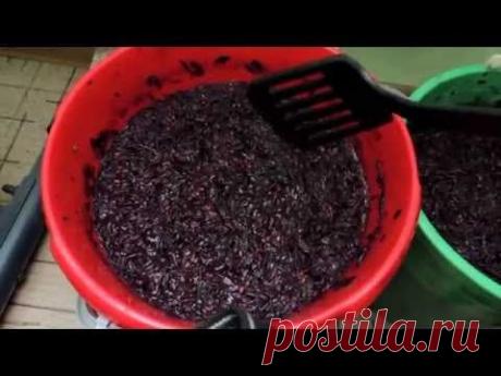 Как сделать домашнее вино из винограда Изабелла