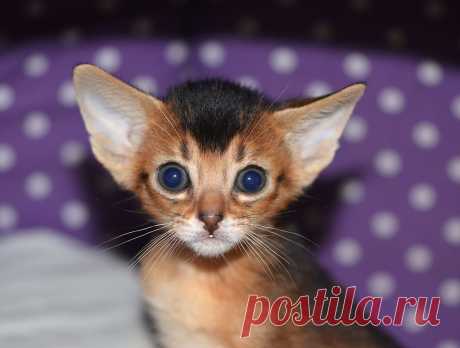 Абиссинские котята , питомник абиссинских кошек Super-Aby , Москва