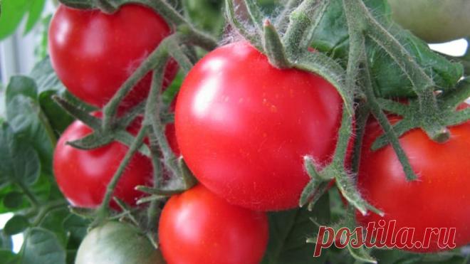 Выращивание помидоров на балконе &#8212; Чудеса