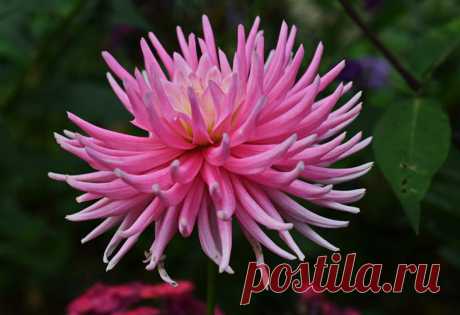 Георгин игольчатый: описание, выращивание, фото