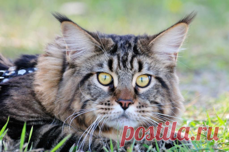 РадиоКот :: КотАрт