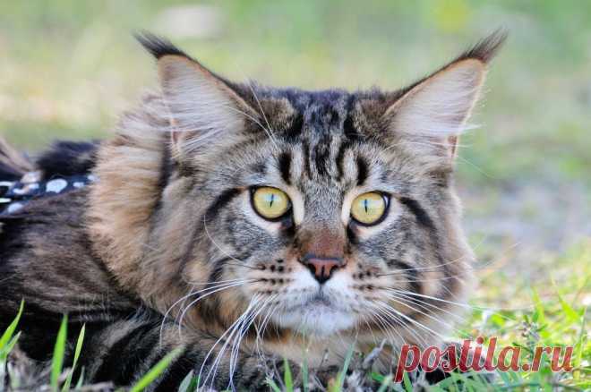 РадиоКот :: КотАрт