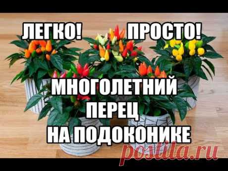 Многолетний перец на окне Урожай круглый год - YouTube