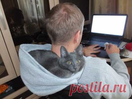 Юмор с пушистым хвостом! Подборка фото для поднятия настроения: в объективе смешные котики! | 😺 ПетКлаб | Яндекс Дзен