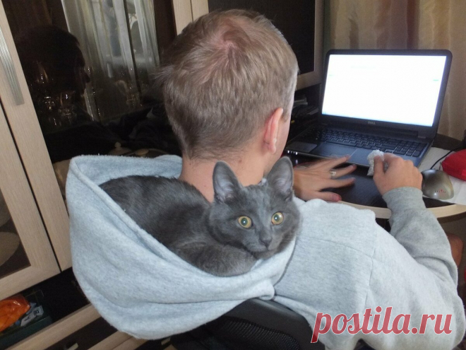 Юмор с пушистым хвостом! Подборка фото для поднятия настроения: в объективе смешные котики! | 😺 ПетКлаб | Яндекс Дзен