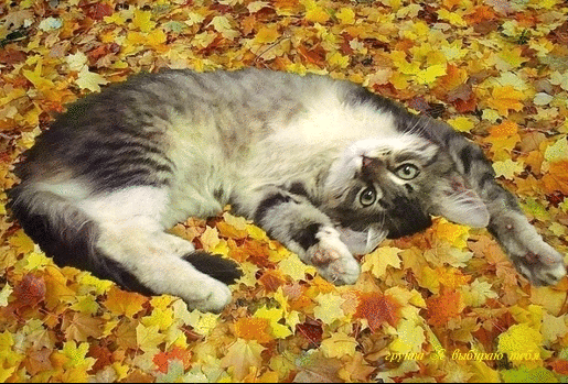 Мир Музыки ▷ ▶ 🎧 - Группы Мой Мир