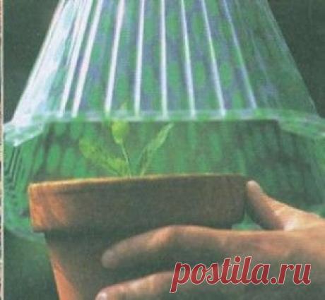 Способы размножения растений: черенками, отводками и делением | Дача - впрок