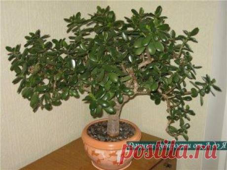 (93) Одноклассники