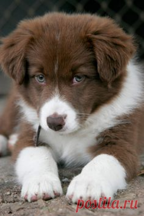 Pinterest • Всемирный каталог идей
